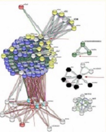 Manganese-Induced Disruption of Cross-Talking Pathways in Danio rerio (Zebrafish) 